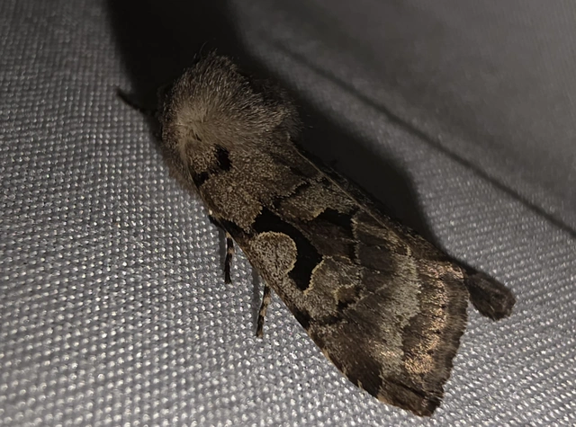 Orthosia gothica - feketefoltos barkabagoly