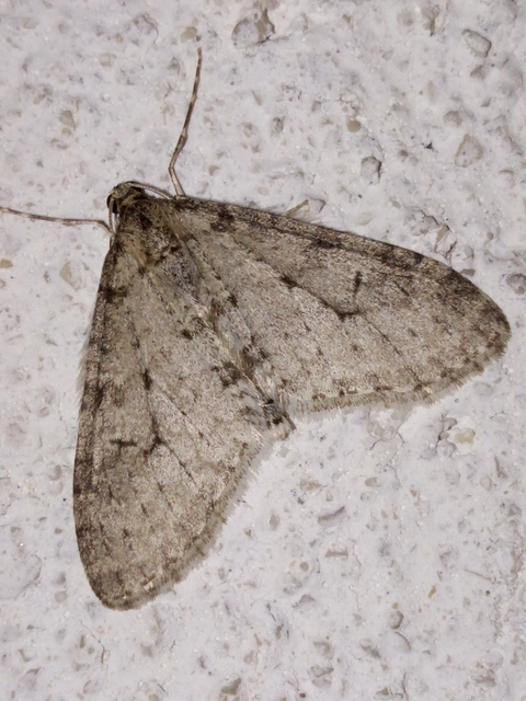 Trichopteryx carpinata - nyárfa-lebenyesaraszoló