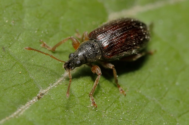 Phyllobius oblongus - közönséges levélormányos