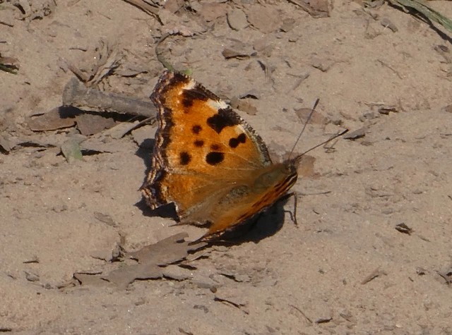 Nymphalis polychloros - nagy rókalepke
