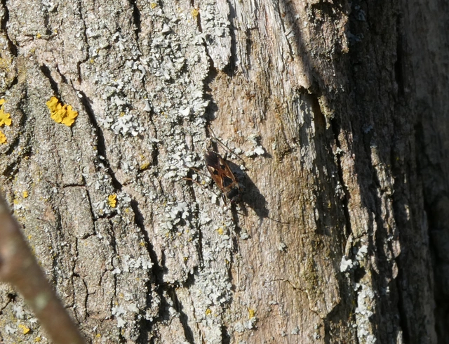 Rhyparochromus vulgaris - közönséges díszesbodobács