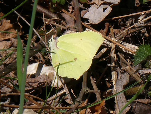 Gonepteryx rhamni - citromlepke