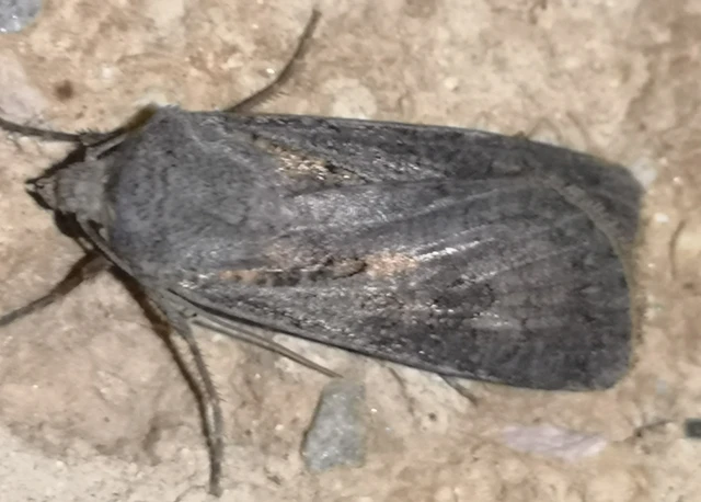 Agrotis segetum - vetési földibagoly