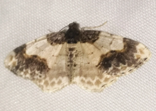 Ligdia adustata - barna levélaraszoló