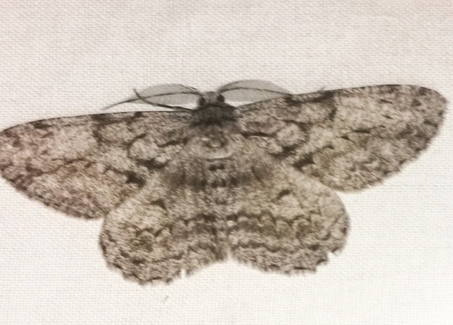 Hypomecis roboraria - nagy tölgyfaaraszoló
