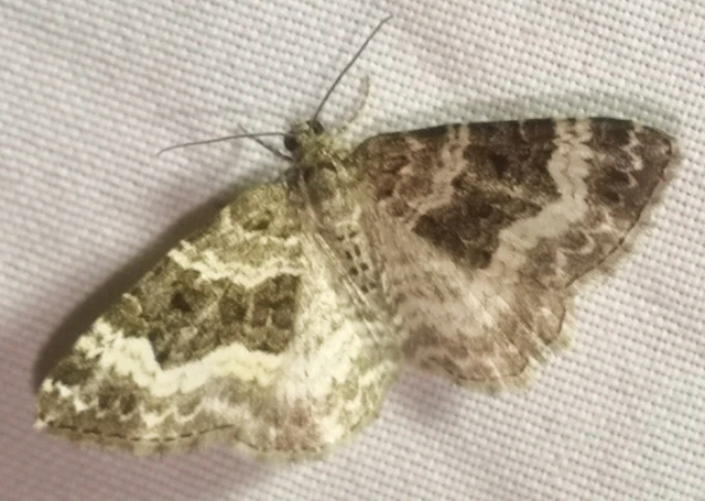 Epirrhoe alternata - galaj-tarkaaraszoló