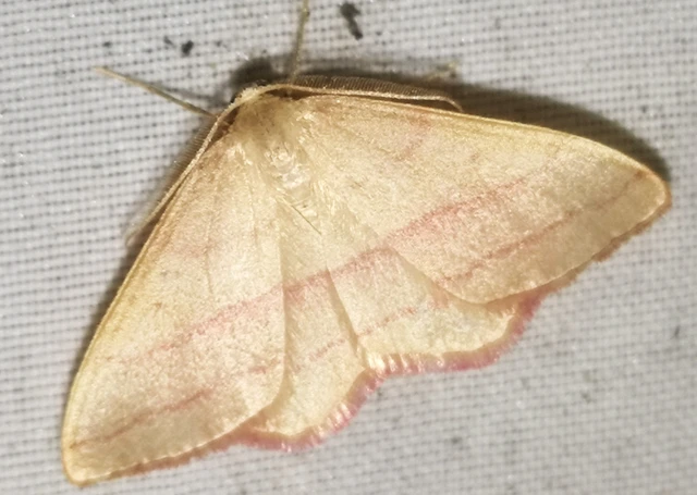 Rhodostrophia vibicaria - pirosszélű araszoló