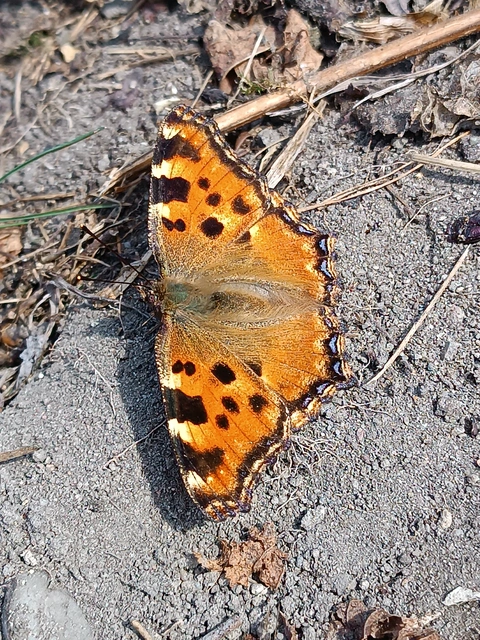 Nymphalis polychloros - nagy rókalepke