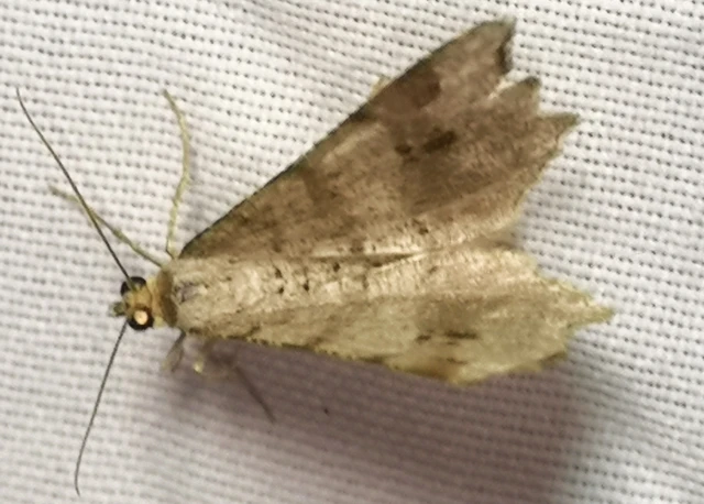 Macaria alternata - közönséges szürkearaszoló