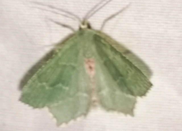 Hemithea aestivaria - nyír-zöldaraszoló