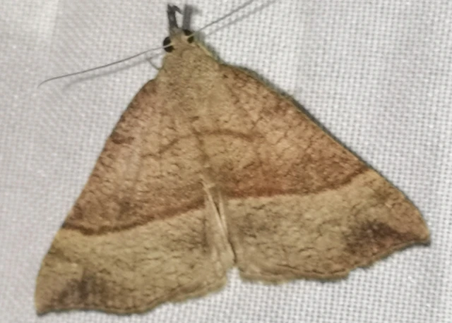 Hypena proboscidalis - ormányos karcsúbagoly