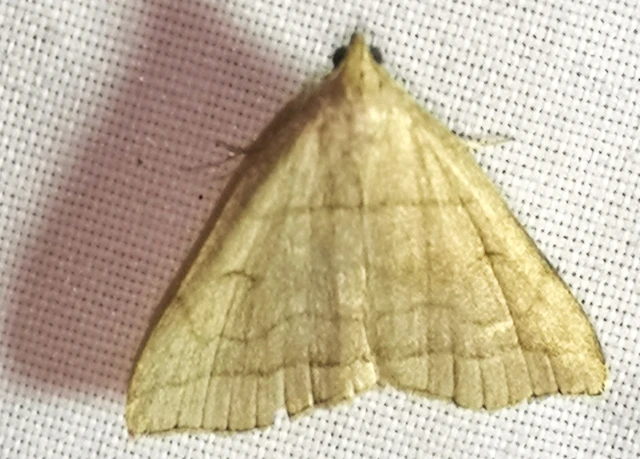 Herminia tarsicrinalis - szőröslábú karcsúbagoly
