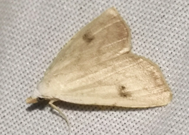 Rivula sericealis - selymes lórombagoly