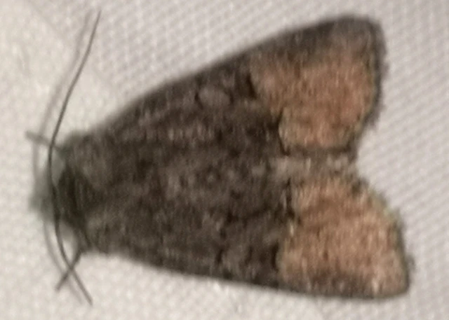 Oligia latruncula - fekete dudvabagoly