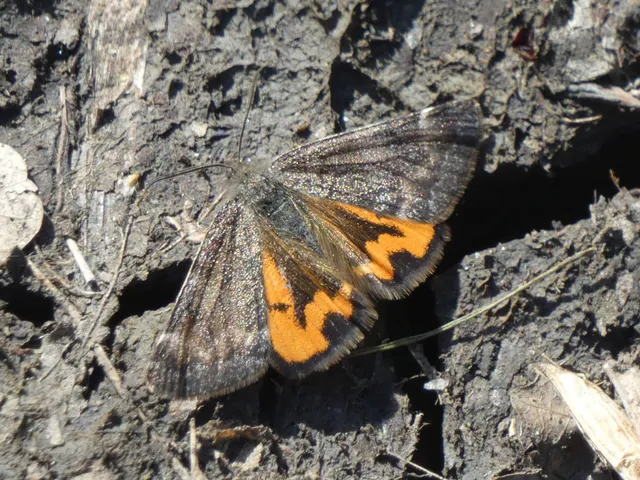 Boudinotiana notha - vörhenyes nappaliaraszoló