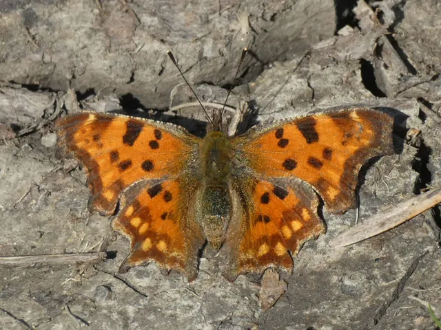 Nymphalis c-album - C-betűs lepke