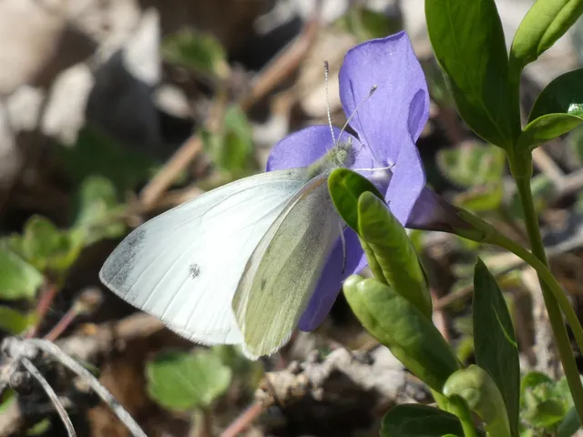 Pieris rapae - répalepke