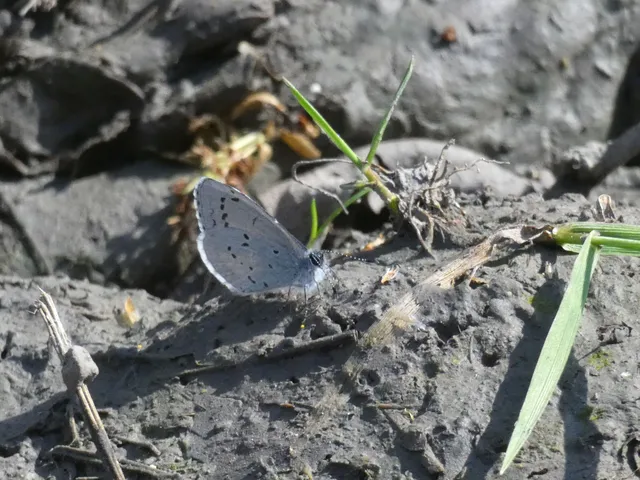 Celastrina argiolus - bengeboglárka
