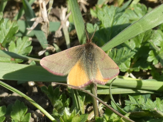 Lythria purpuraria - bíborsávos araszoló