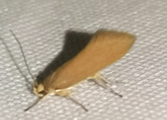 Crassa