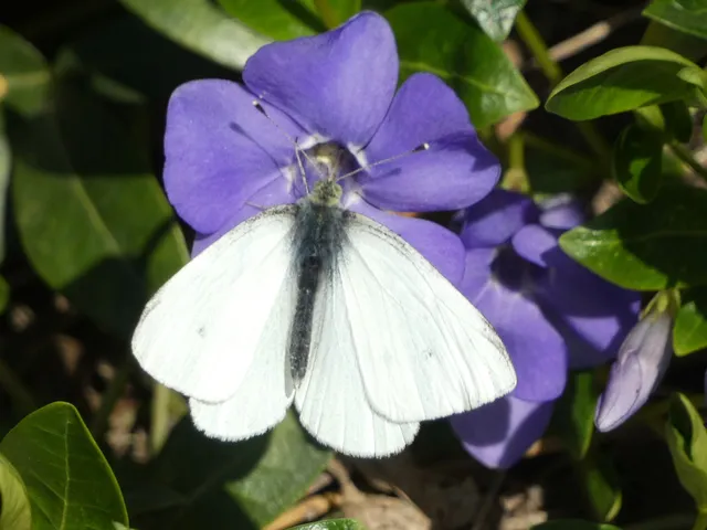 Pieris rapae - répalepke