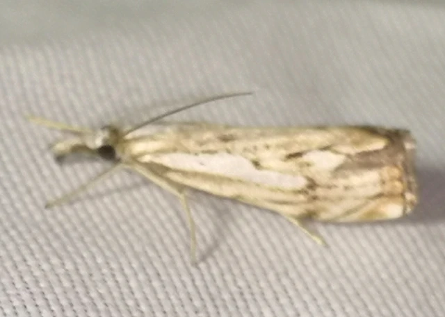 Catoptria falsella - hálós fűgyökérmoly