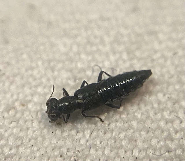 Stenus binotatus - szélestalpú szemesholyva