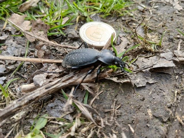 Carabus coriaceus - bőrfutrinka Carabus coriaceus - bőrfutrinka