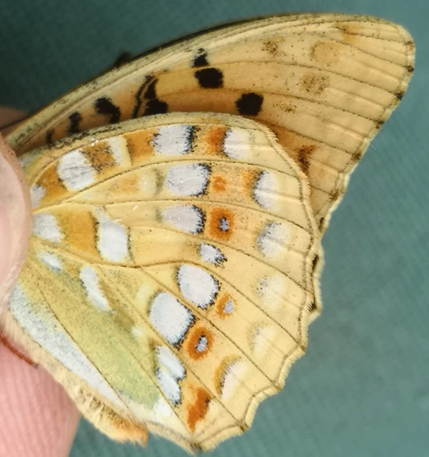Argynnis adippe - ezüstös gyöngyházlepke