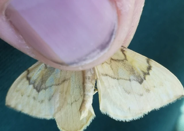 Eulithis pyraliata - sárga galajaraszoló
