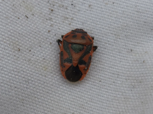 Eurydema ornata - díszespoloska Eurydema ornata - díszespoloska