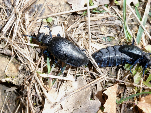 Meloe cicatricosus - óriásnünüke