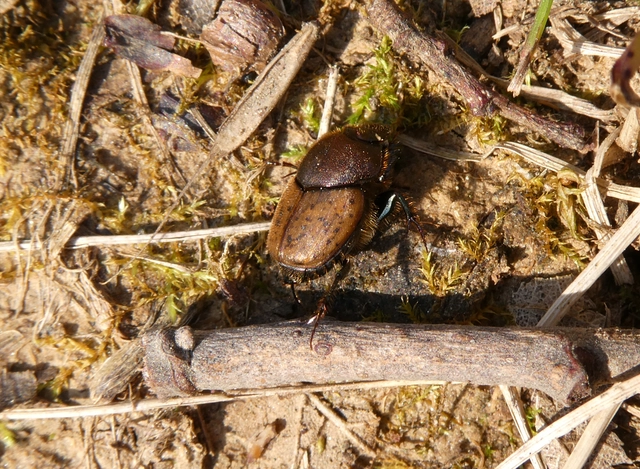 Onthophagus coenobita - rezes trágyatúró