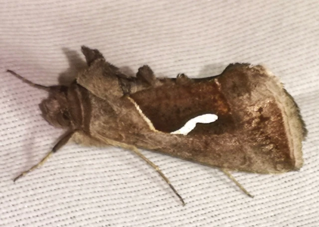 Macdunnoughia confusa - cseppfoltos ezüstbagoly