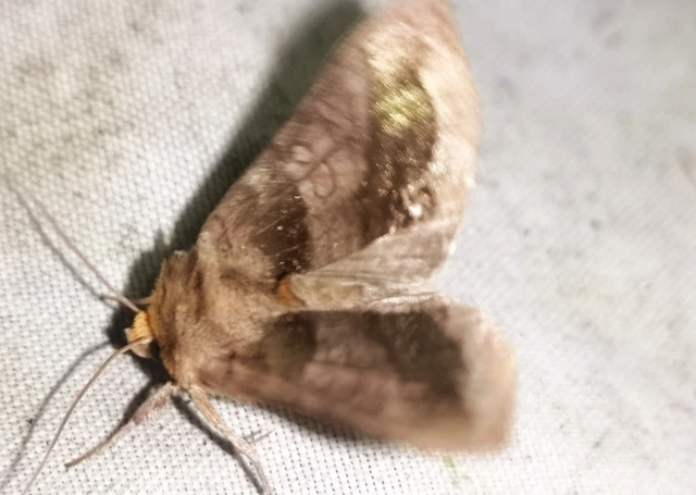 Diachrysia chrysitis - aranybagoly Diachrysia chrysitis - aranybagoly