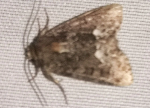 Oligia strigilis - kormos dudvabagoly