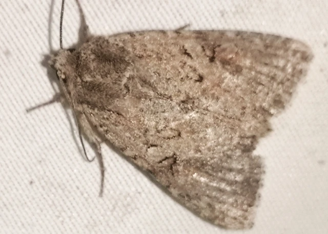 Apterogenum ypsillon - ipszilon-erdeibagoly