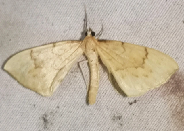 Eulithis pyraliata - sárga galajaraszoló