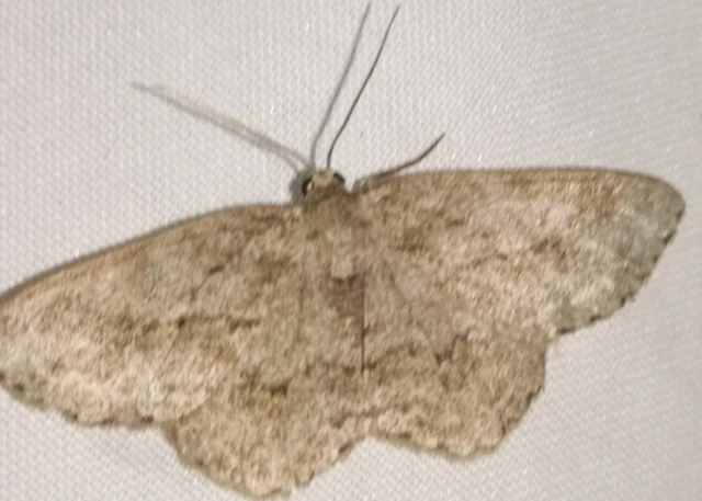 Ectropis crepuscularia - avararaszoló