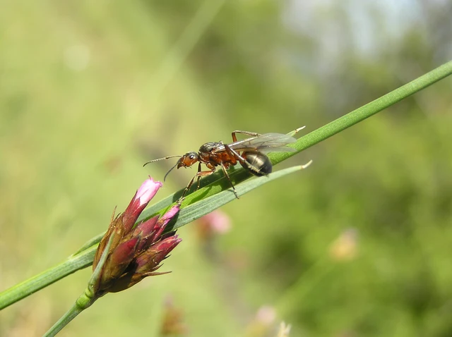Formica pratensis - réti vöröshangya
