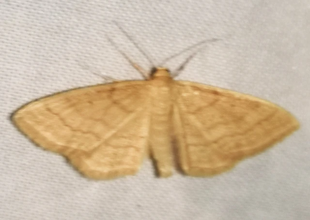 Idaea ochrata - okkerszínű sávosaraszoló