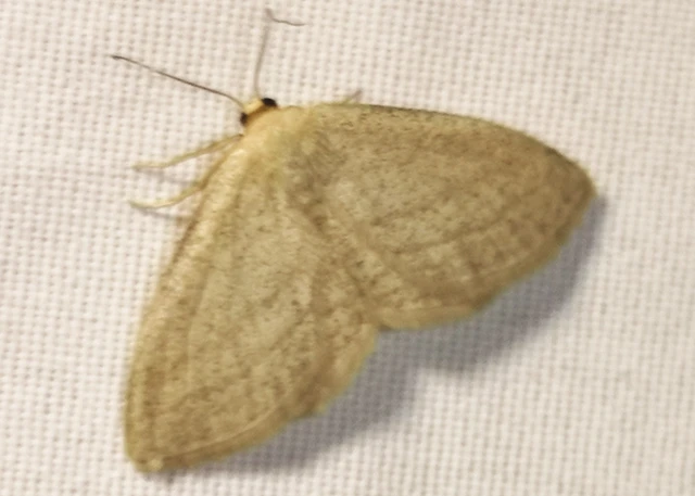 Scopula virgulata - vesszős sávosaraszoló