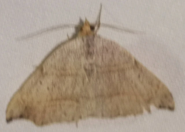 Laspeyria flexula - zuzmóbagoly