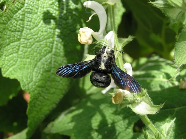 Xylocopa