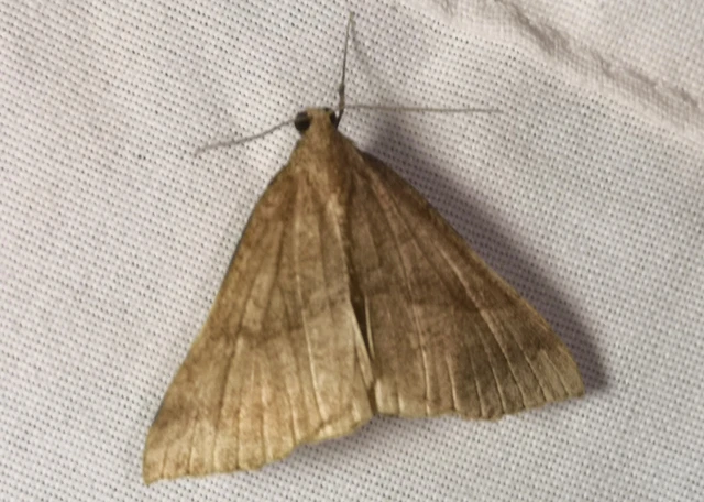 Hypena proboscidalis - ormányos karcsúbagoly
