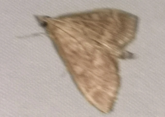 Ostrinia nubilalis - kukoricamoly