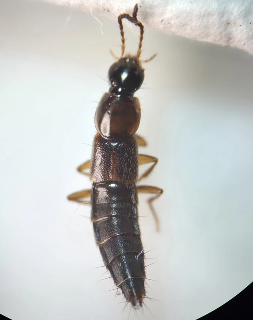Quedius limbatus - közönséges mohaholyva