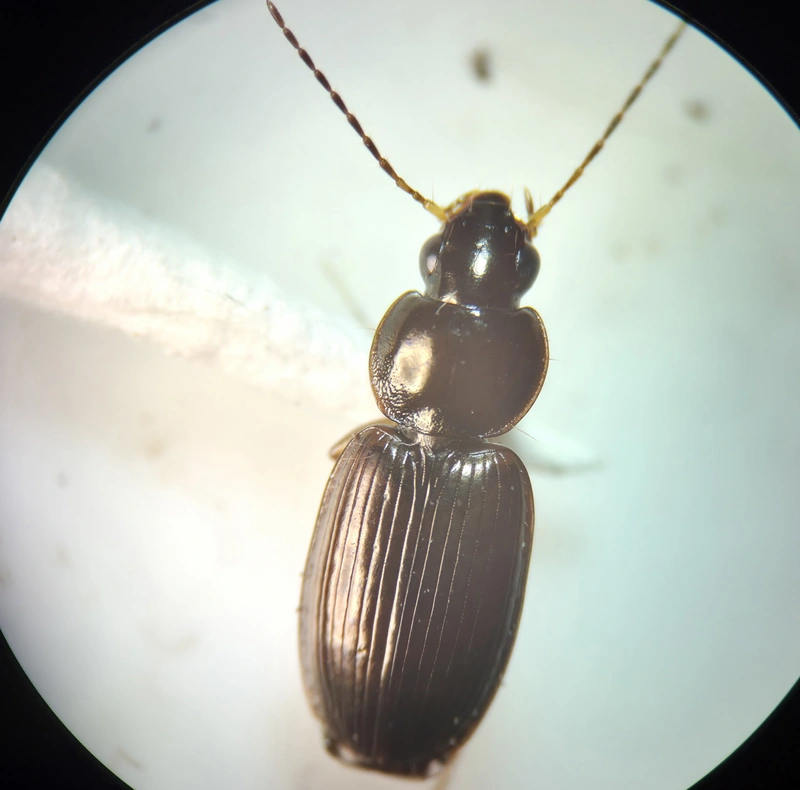 Olisthopus rotundatus - nagy simakarmúfutó