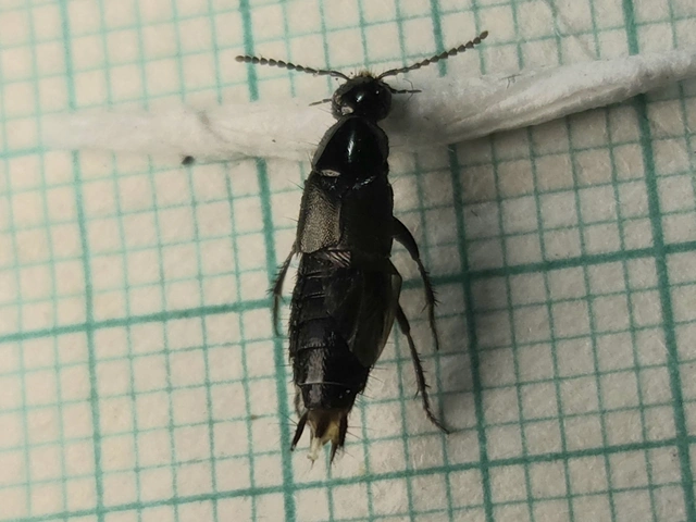 Philonthus tenuicornis - bronzos ganajholyva