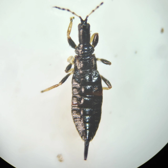 Thysanoptera - Tripszek
